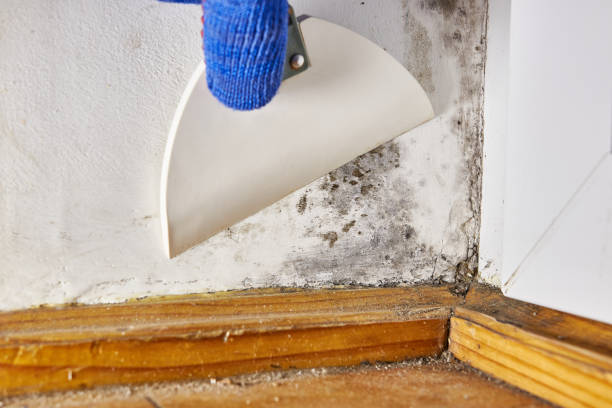 Best Comprehensive Air Testing for Mold Contaminants  in Bolivar, WV
